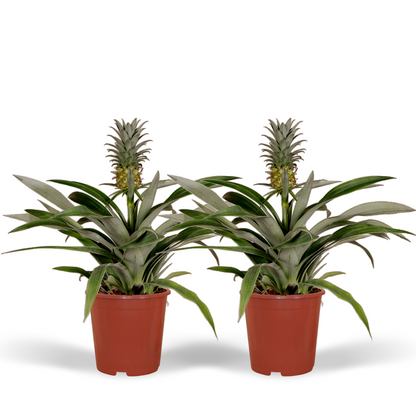 Bromelia (Ananasplant) - 2 stuks - Ø12cm - ↕30cm
