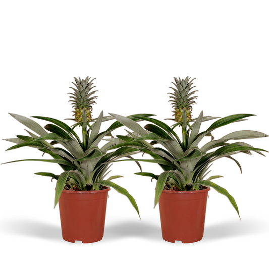 Bromelia (Ananasplant) - 2 stuks - Ø12cm - ↕30cm