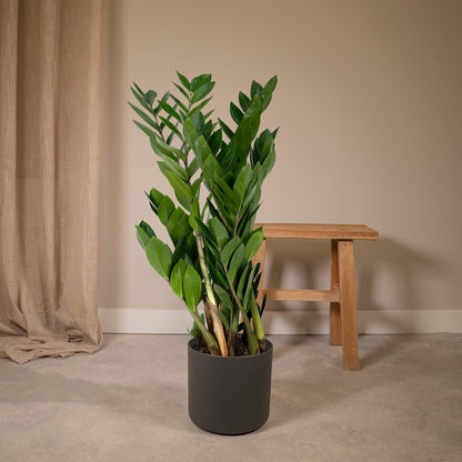 Zamioculcas Zamiifolia - Ø17cm - ↕70cm