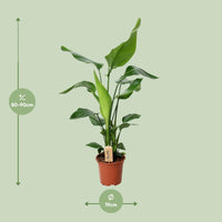 Strelitzia Nicolai – Paradijsvogelplant kamerplant
