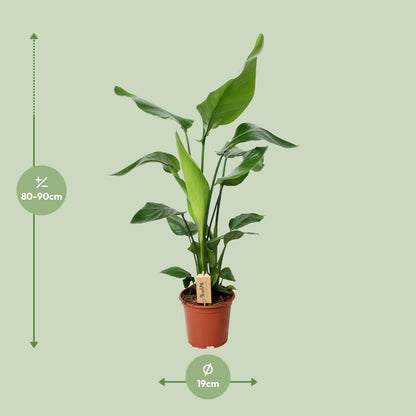 Strelitzia Nicolai – Paradijsvogelplant kamerplant