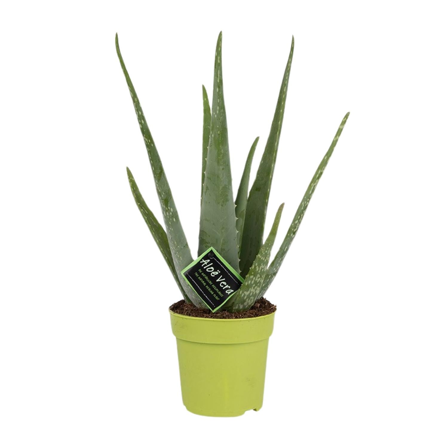 Aloe Vera – Aloë vera kamerplant