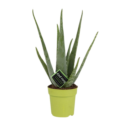 Aloe Vera – Aloë vera kamerplant