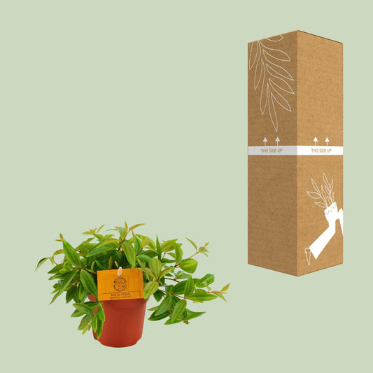 Peperomia ‘Ang. Rocca Vivac’ – Dwergpeperomia kamerplant