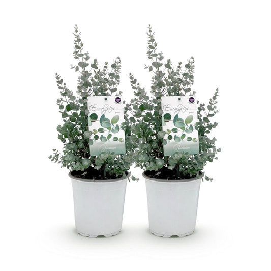 Green boutiQ - Terrasplant - Eucalyptus boom - Eucalyptus gunni  - Grijs - 2 Planten - Winterhard - Pot 17cm Hoogte 40cm