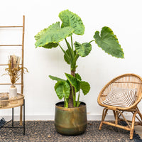 Alocasia Portodora enkele stam - 180cm
