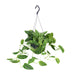 Scindapsus Pictus Argyraeus - Ø15cm - ↕25cm - Ø15cm - ↕25cm