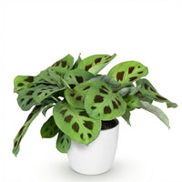 Maranta leuconeura – Gebedsplant