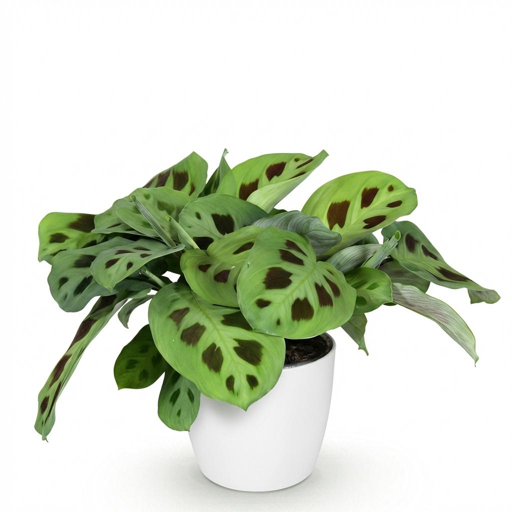 Maranta leuconeura – Gebedsplant