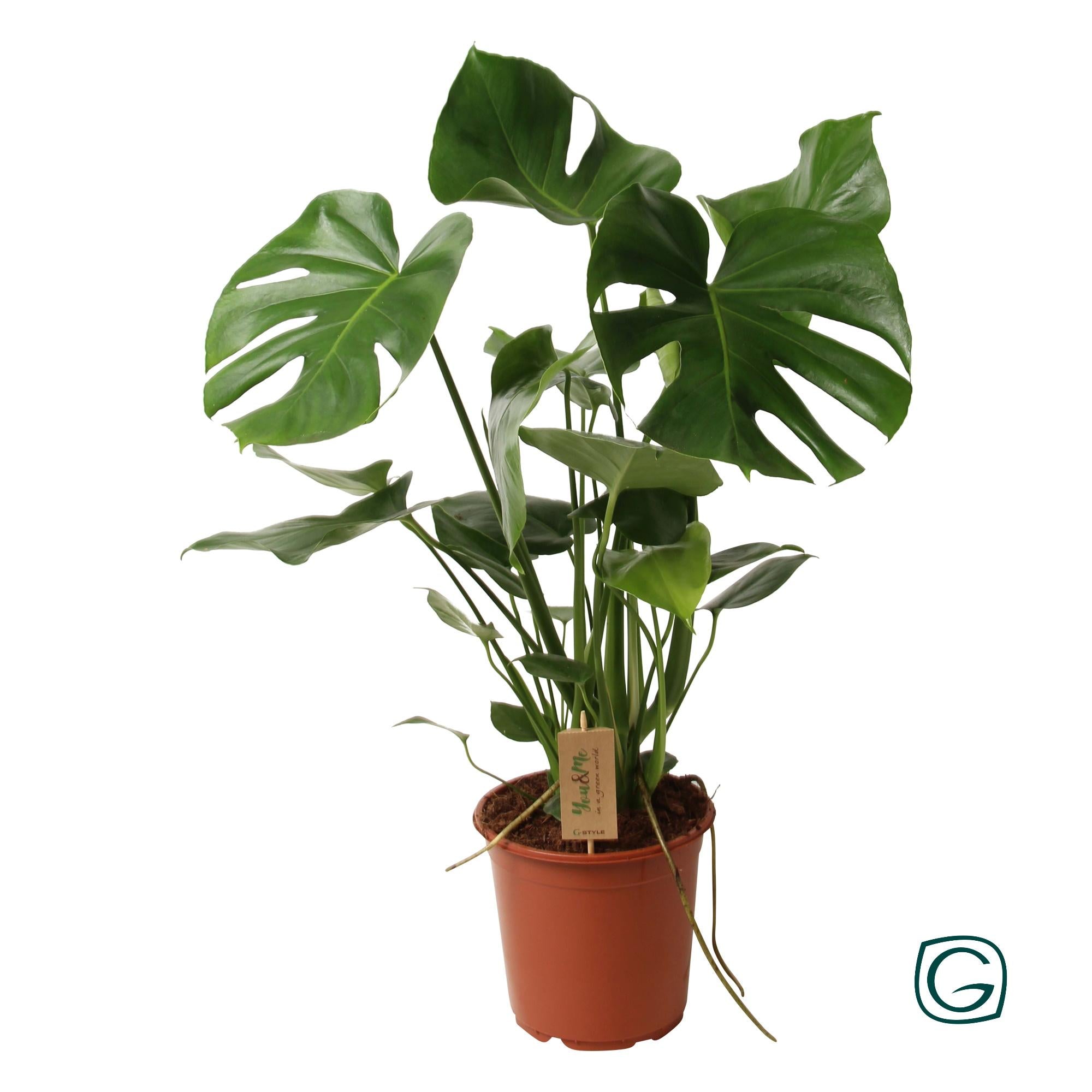Monstera deliciosa – Gatenplant