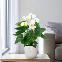 Anthurium – Flamingoplant Ø12 35-45 cm