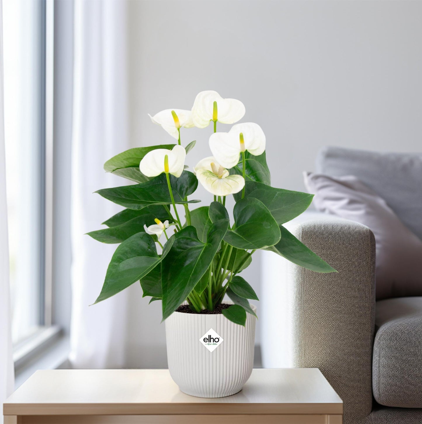 Anthurium – Flamingoplant Ø12 35-45 cm