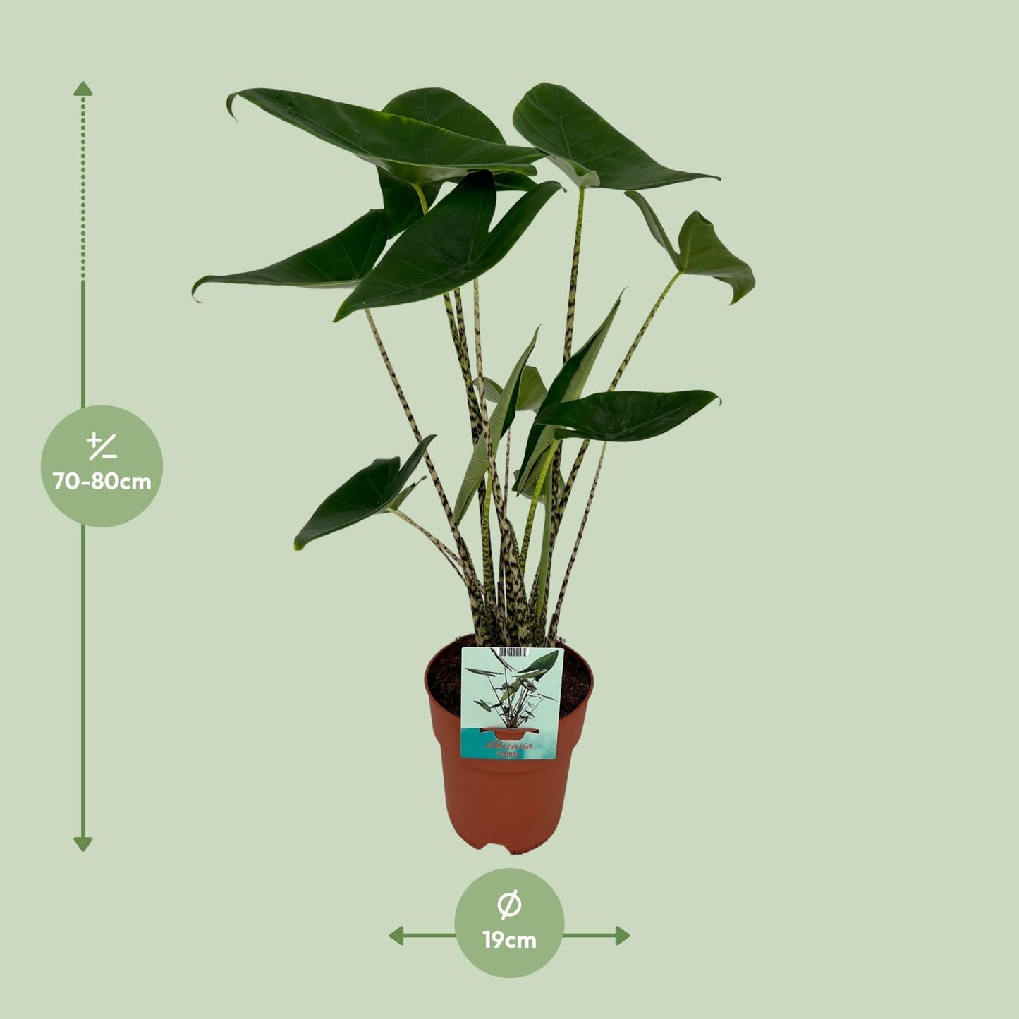 Alocasia zebrina – Olifantsoor