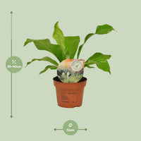 Asplenium nidus Nestvaren