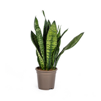 Sanseveria Zeylanica – Vrouwentong kamerplant