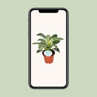 Philodendron Birkin – Philodendron kamerplant