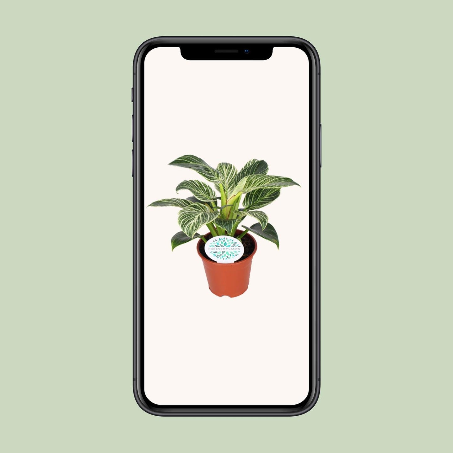 Philodendron Birkin – Philodendron kamerplant