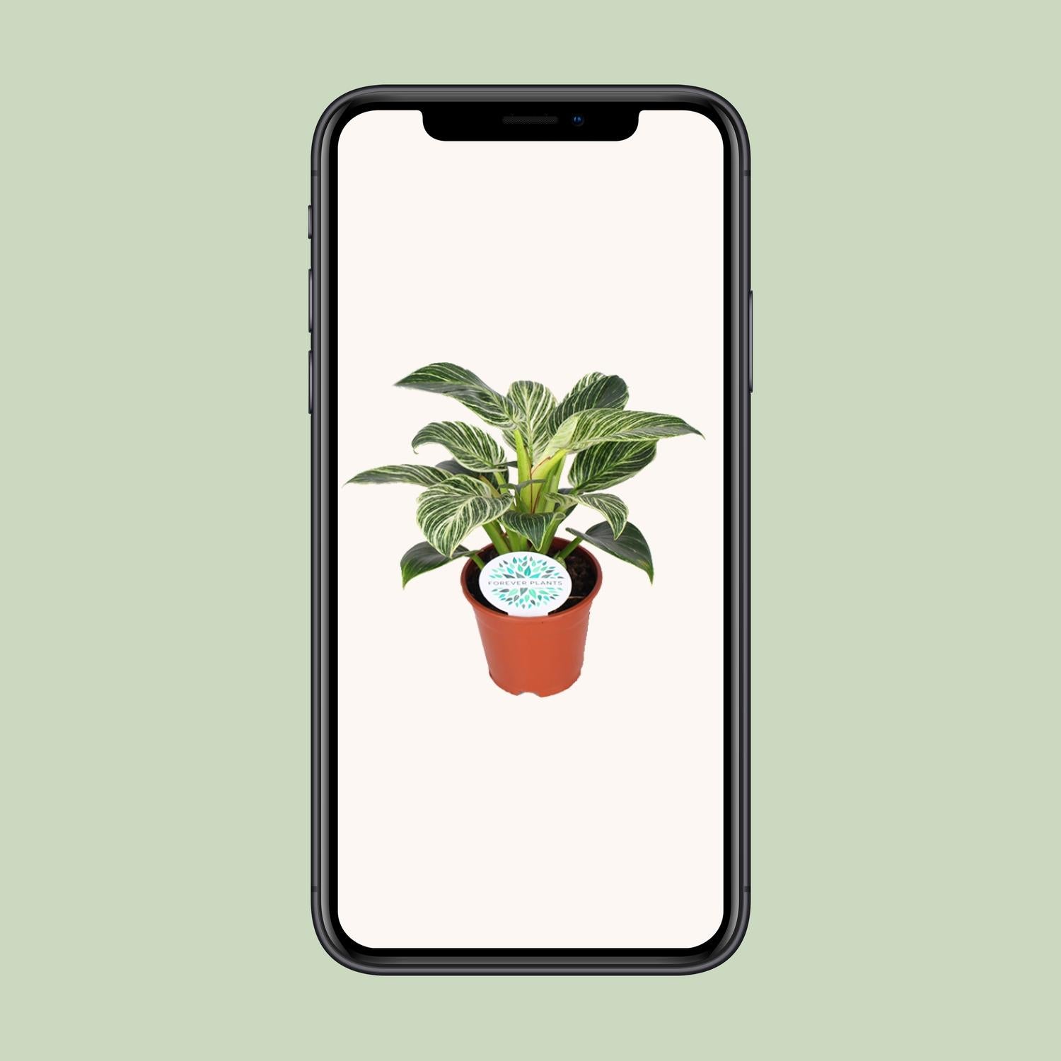 Philodendron Birkin – Philodendron kamerplant