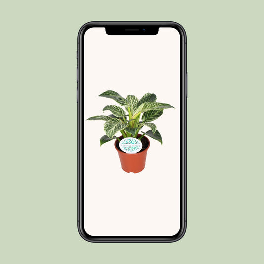 Philodendron Birkin – Philodendron kamerplant