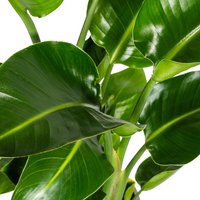 Strelitzia Nicolai – Paradijsvogelplant kamerplant