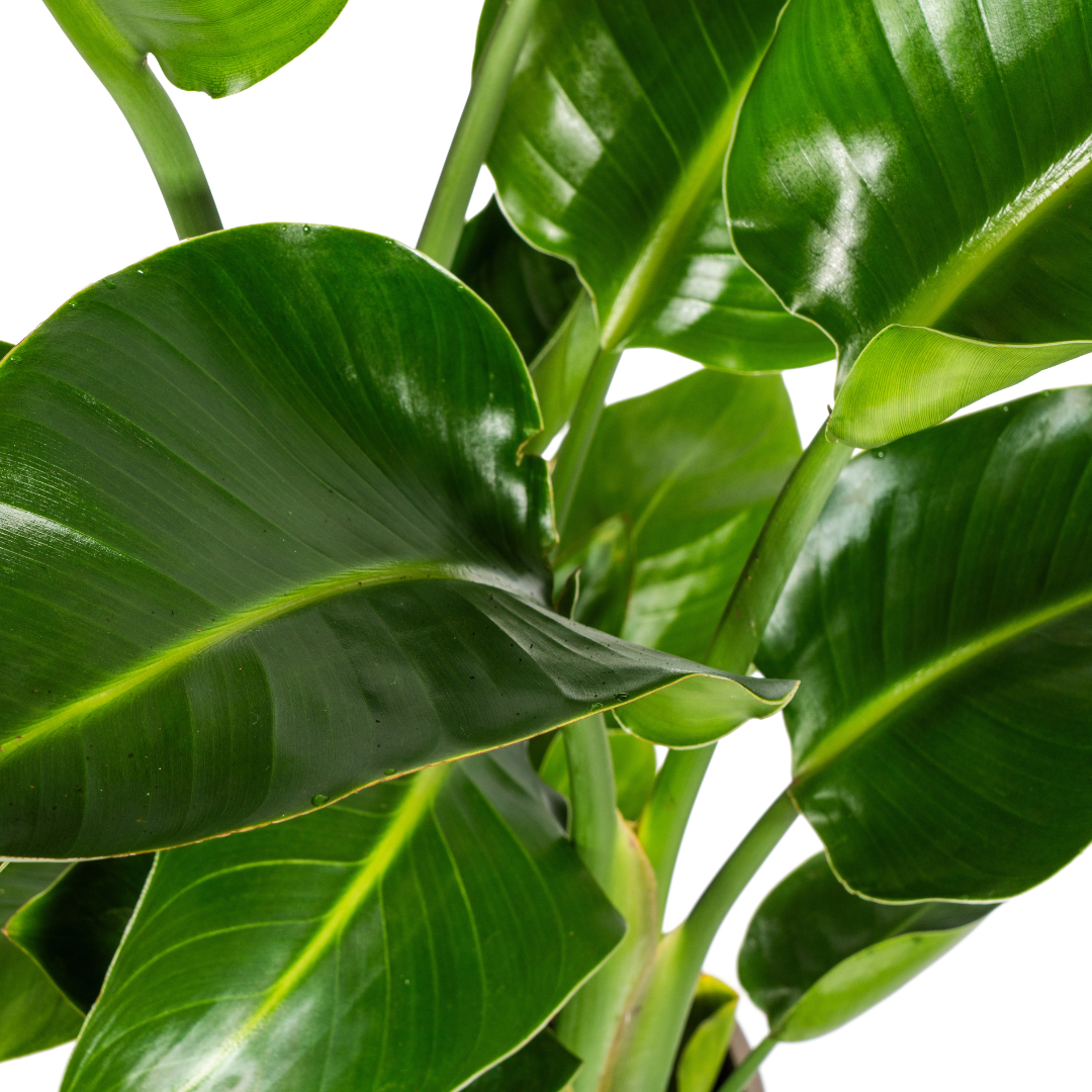 Strelitzia Nicolai – Paradijsvogelplant kamerplant