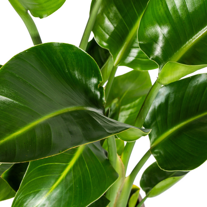 Strelitzia Nicolai – Paradijsvogelplant kamerplant