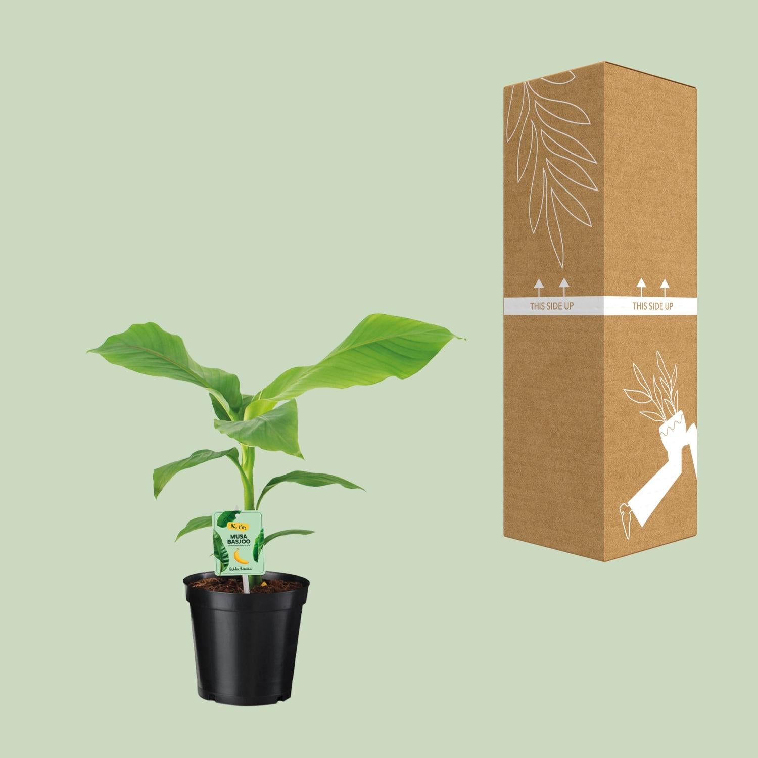Musa Dwarf Cavendish – Bananenplant kamerplant
