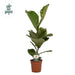 Ficus Lyrata - Ø17cm - ↕60cm