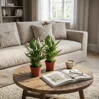 Spathiphyllum – Lepelplant kamerplant