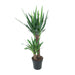 Yucca Elephantipes - Ø21cm - ↕100cm
