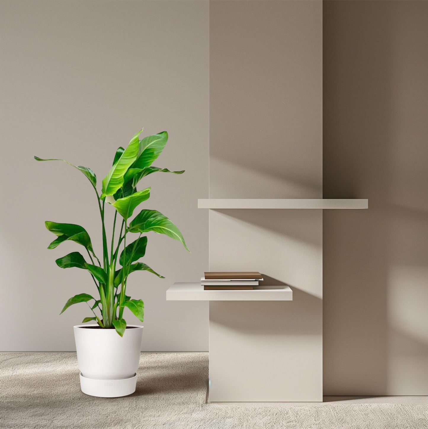 Strelitzia Nicolai - 70-90 cm - ø17