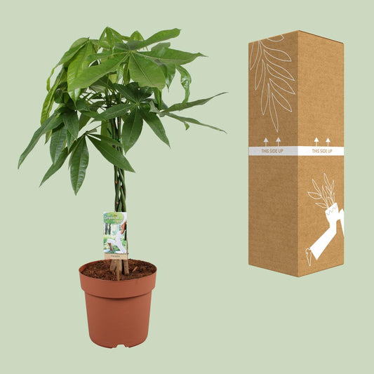 Pachira aquatica – Geldboom