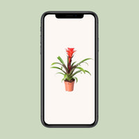 Guzmania Rockyflower Hope - Ø12cm - ↕43cm