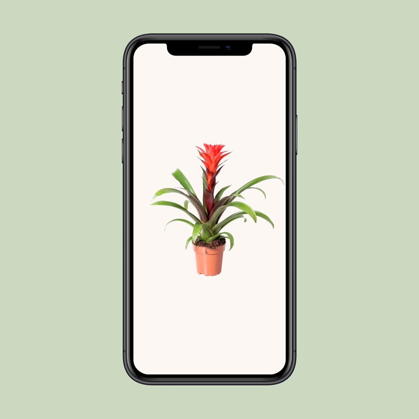 Guzmania Rockyflower Hope - Ø12cm - ↕43cm