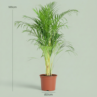 Areca Palm – Goudpalm kamerplant