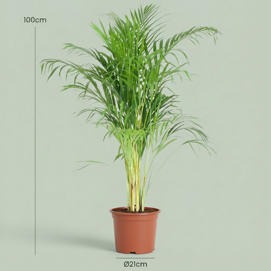 Areca Palm – Goudpalm kamerplant