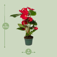 Anthurium – Flamingoplant Ø12 35-45 cm
