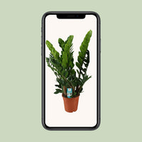 Zamioculcas Zamiifolia - Ø21cm - ↕80cm