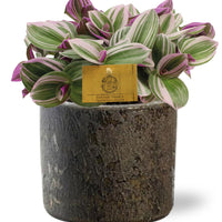 Tradescantia nanouk – Vaderplant kamerplant