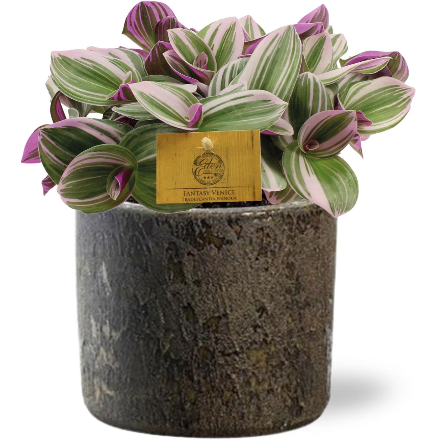 Tradescantia nanouk – Vaderplant kamerplant