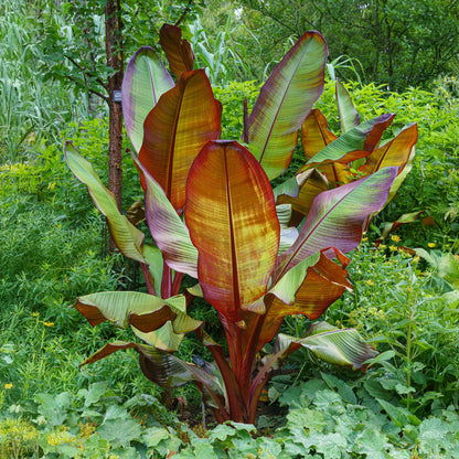 Green boutiQ - Fruitplant - Bananen plant - Ensete ventricosum Maurelli - Winterhard - 2 planten - Pot 12cm Hoogte 30cm