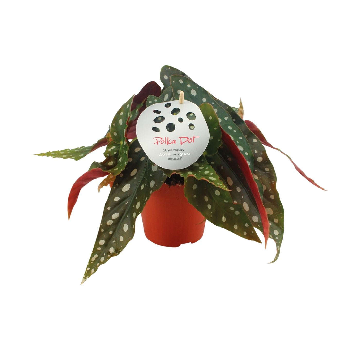 Begonia Maculata – Stippenbegonia kamerplant