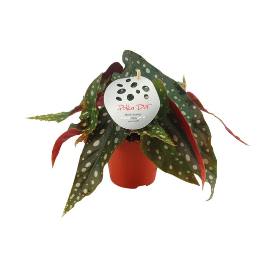 Begonia Maculata – Stippenbegonia kamerplant