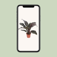 Philodendron Imperial Red – Philodendron kamerplant