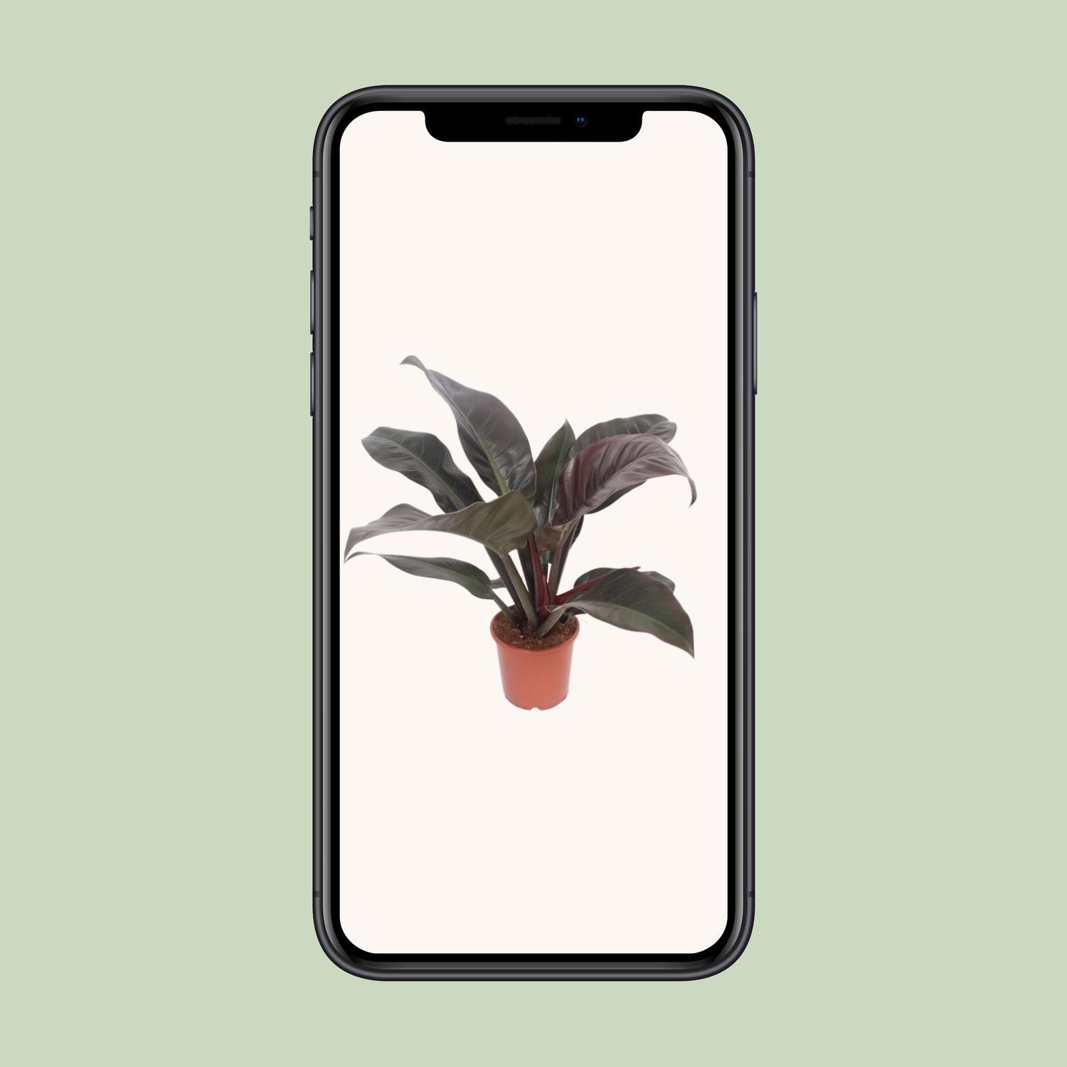 Philodendron Imperial Red – Philodendron kamerplant