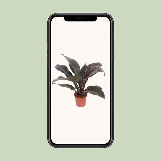 Philodendron Imperial Red – Philodendron kamerplant