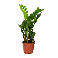 Zamioculcas Zamiifolia – ZZ-plant kamerplant
