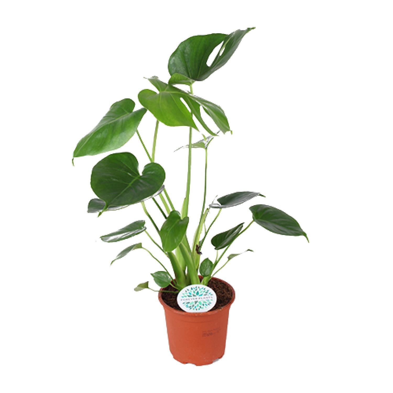 Monstera deliciosa – Gatenplant