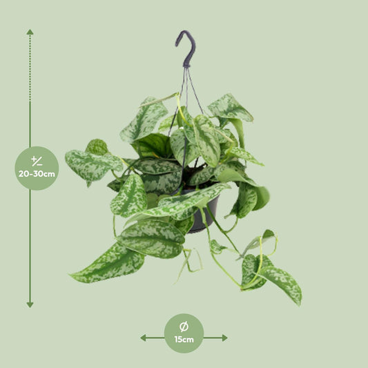 Scindapsus Pictus – Zilverrank kamerplant