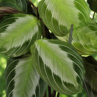 Maranta leuconeura – Gebedsplant